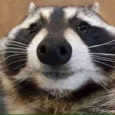 joshuahottesman's profile picture. so crazy rn