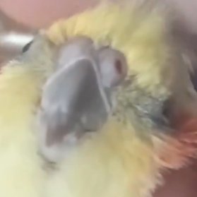 nan_mi_chin's profile picture. ~~~~