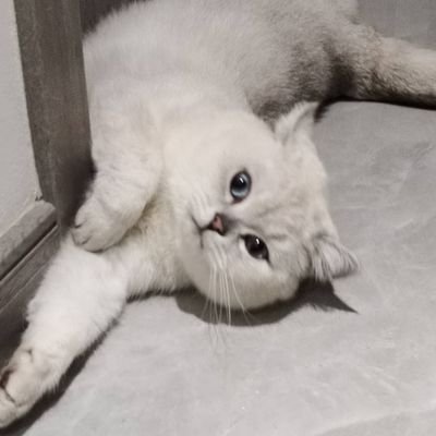 nisq67338639's profile picture. 