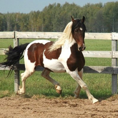 DianaOz3333's profile picture. 