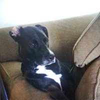 robdogjay (@robdogj) 's Twitter Profile Photo