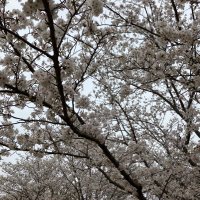 呟き (@n17kjv8dtu41586) 's Twitter Profile