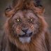 RumbleLion (@lion_rumble) Twitter profile photo RumbleLion (@lion_rumble) Twitter profile photo