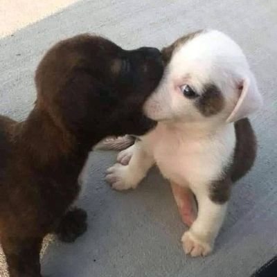 swiftiegirl6473's profile picture. things i love 🤍