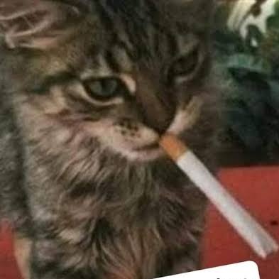 Fausto25781758's profile picture. Gamer, Tiro con arco y Pizza :3