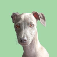 Dog Insight Lab | Love. Learn. Bond. (@doginsightlab) 's Twitter Profile