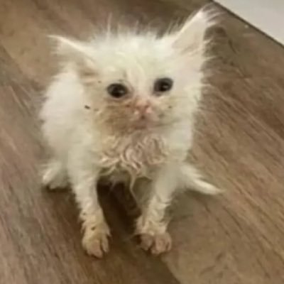 trashesfire's profile picture. brad🤙🏻