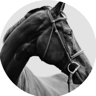 @TheFlowHorse