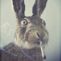 b0ngbunni! ᡣ𐭩 (@b0ngbunni) 's Twitter Profile