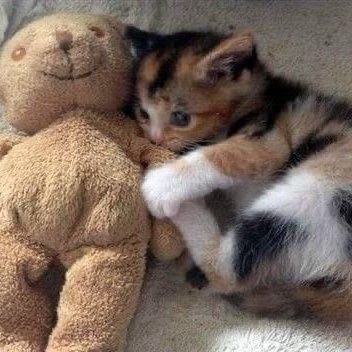 misakirosse's profile picture. 