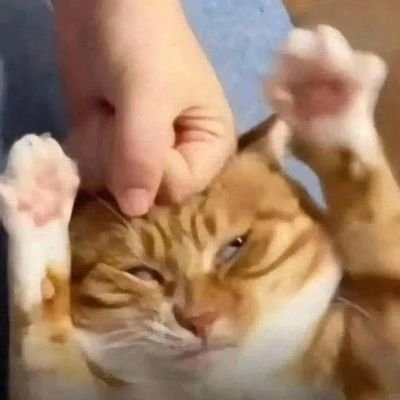 clumsy_chef's profile picture. Frontend hoe | Senior Junior Dev.