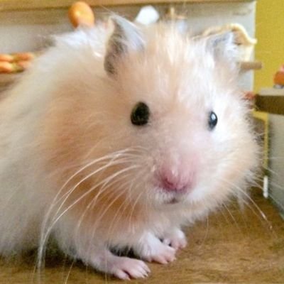 ハムスターのパン屋さん🥖🍞営業中
🌻料理研究家・お菓子作り講師・creator
🌻ハムスター飼育用品環境作り研究家🌻
相互フォロー
🌟ハムスター作品のアイデア 真似❌模倣禁止❌無断AI画像学習使用禁止
⚽久我山⚾🏉💕
SuperGTNo.65LEON🏁
真鍋昌平先生📚💕
コメントは返信しません