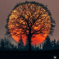 Nightrain (@evesmikel) 's Twitter Profile