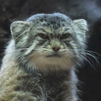 Liam Tweets! 😁さんのプロフィール画像