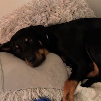 Ray (@rayzapatter) 's Twitter Profile