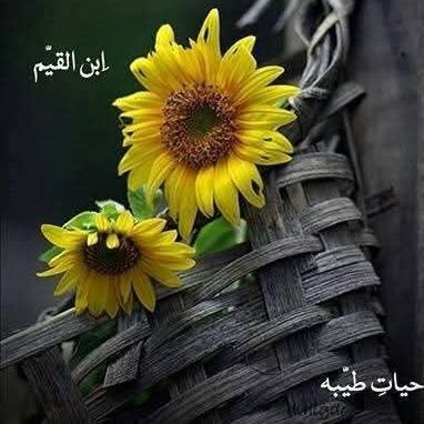 Fakeha_StudyPal's profile picture. 