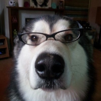 studylilypepper's profile picture. 