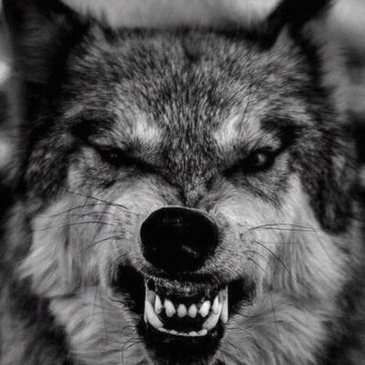 St1rZ's profile picture. The pot is melting so i should stir it. I'm a smartass. not my first account. #UnapologeticallyWhite #FatherOf3 #2A #Hunting #Fishing 🚫 DM 🇺🇸 First Always