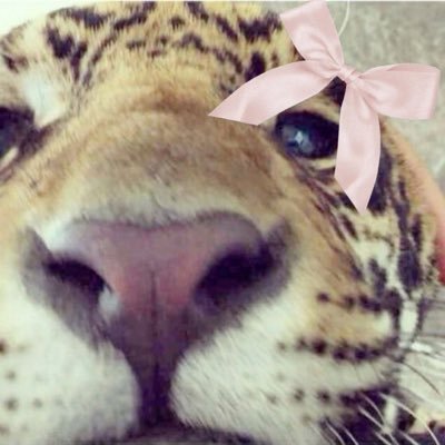 b34trizxx's profile picture. hii