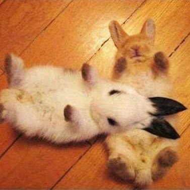 d3add0llzz's profile picture. 21 :3 || puppygirl!! || infj