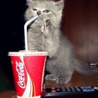 Evil Cat (@cokecatoffline) 's Twitter Profile