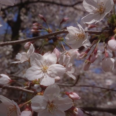 harumoestm's profile picture. ♥小越春花ちゃん♥【AKB48】💎秋山由奈ちゃん／花田藍衣ちゃん／川村結衣ちゃん／奥本カイリちゃん
　　　【NGT48】🍚杉本萌ちゃん／大塚七海ちゃん／奥村百花ちゃん　【HKT48】井澤美優ちゃん／市村愛里ちゃん　
　　おはようエレメンタリー気になってます💕