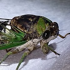 icada_cc's profile picture. drarings and stuff

stream acct: @ccicadaz