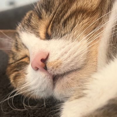 is the cat coin supercycle in the room with us right now? $POPCAT $BAP