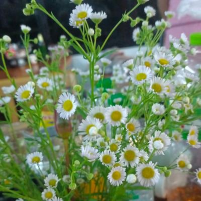 Meal212523's profile picture. 