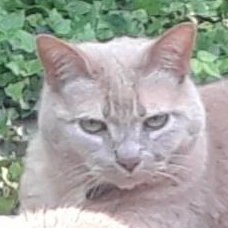 Hugcos80's profile picture. Political junkie, chocolate lover. Patriot of the US of A. #MAGA