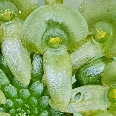 Chila_Pimienta's profile picture. Estoy aburrida