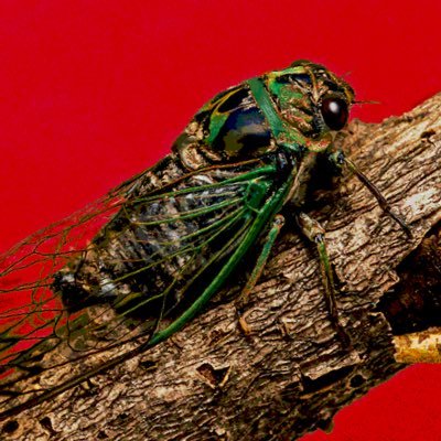 ccicadaz's profile picture. streamor, drawer ☆彡