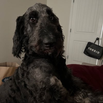 tsorick's profile picture. 