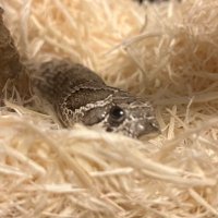 ヘビ好きの佐介🐍🐍 (@snake_sasuke) 's Twitter Profile