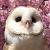 Soren ๐
๐ชถ Grievousโ Husband (@star_bird08) Twitter profile photo Soren ๐
๐ชถ Grievousโ Husband (@star_bird08) Twitter profile photo