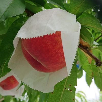 熊本県球磨郡で梨、桃、ブドウを作ってます❗
道の駅「錦」にも出荷してます❗
まるふくふぁーむって名前を見つけたら買ってやってくださいm(__)m