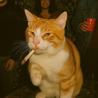 SHB (@probablyshibi) 's Twitter Profile