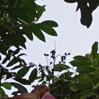 MAndyYunus75220's profile picture. Freelancer