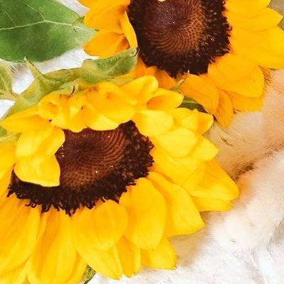 天才天使もふハウスひだまりにゃんこ🐾
里親さん募集中✨🐈⬛⸒⸒⸒⸒🐾
天才天使たちの日常🩷 母ちゃんのぶつぶつ呟き
【不快だ】と思われる方はブロック・ミュートを推奨します。
お願い致します🙇♀️
⚠団体ではありません
