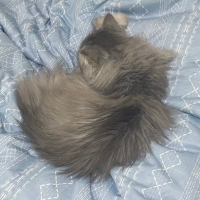 dr_flyer_star's profile picture. AI、データ分析屋です。たまに気になる銘柄を記録。考えを客観視するためのメモ書きで、発信は一方通行ご容赦下さい。順張り押し目買い（グランビルの法則/買②③）の中期投資が主で、短期も少し。ローリスク、ミドルリターン狙い。直近2年間の利益率+283.3%、2025年（9月末時点）+48.2%