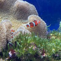 LunaSky (@185_luna__) 's Twitter Profile Photo