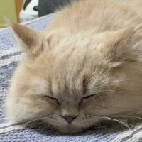 ヒラユ (@hirayusilver) 's Twitter Profile