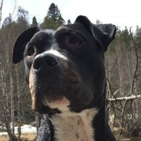 VercingétoriX (@qgrandsire) 's Twitter Profile