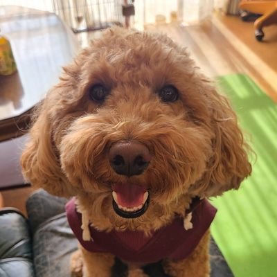koyamahappyhou1's profile picture. 何故か前のアカウントが凍結されてしまい以前作ってたアカウントで出直しです!嫁さんと愛犬、ラブライブとガンプラについてつぶやいていきます!また改めてよろしくお願いします。
