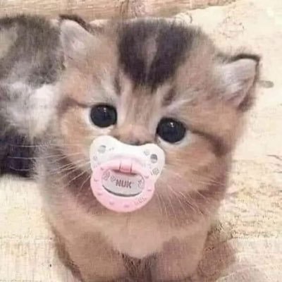 にゃんです酒雑魚です