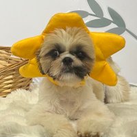 ぽんた🐶シーズー (@hwfxqk5kbd57628) 's Twitter Profile