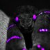Viper Afton the Fandom Gamer (@viper_afton) Twitter profile photo Viper Afton the Fandom Gamer (@viper_afton) Twitter profile photo