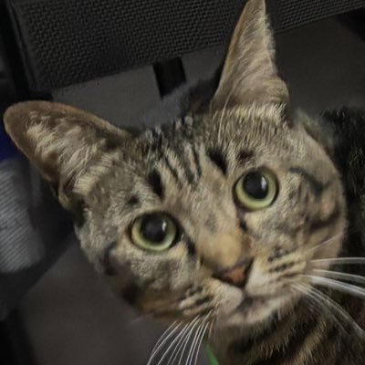 yuh1444294djent's profile picture. Android Engineer / Vim / 8弦Djent / Mayones / ZC33S https://t.co/04U6JsgOEe