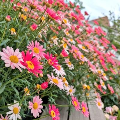 ハンドレ沼に落ちました……！
無言フォロー常習犯です💦