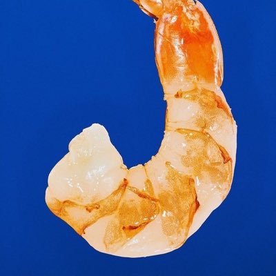 nonoririnori29's profile picture. 奇蟲